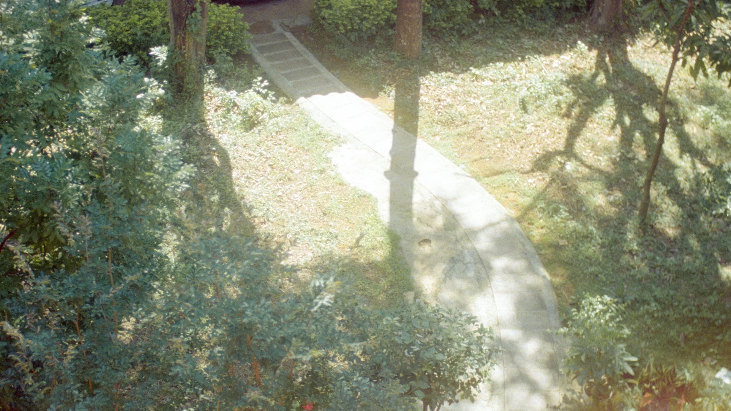 A sunlit path winding through trees